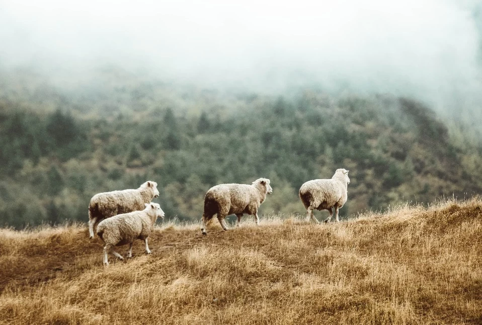 merino in fog